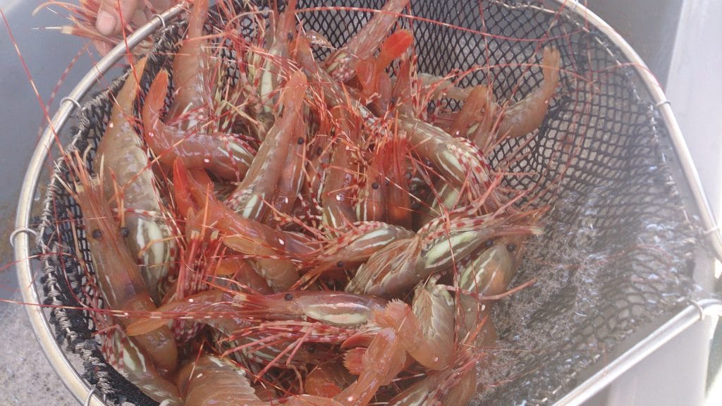 Basket of spot prawns Andy Saraspe