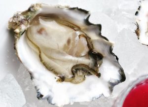 Oyster close up