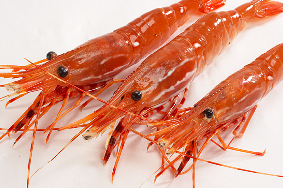 Spot Prawns Faq Catalina Offshore Online Fish Market