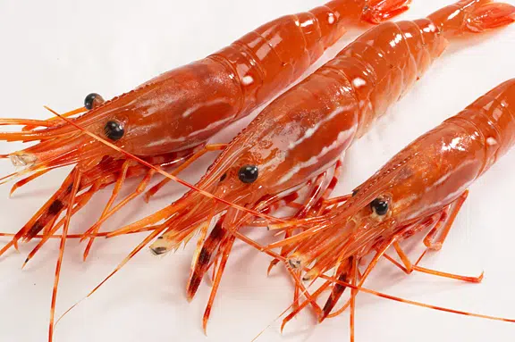 Live spot prawns