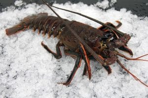 California spiny lobster