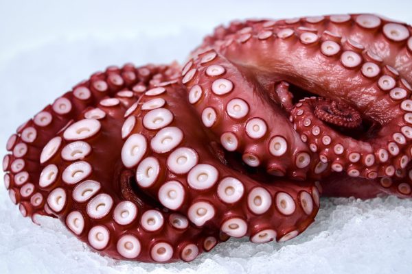 Whole Madako octopus