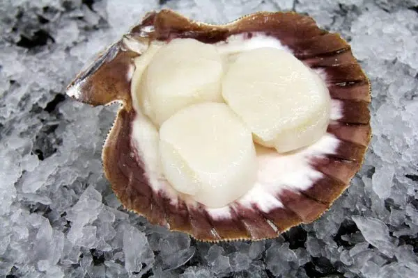 10-20 Sea Scallops, Sushi Grade, Dry Pack