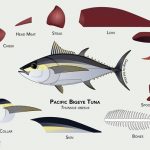 Pacific Bigeye tuna and component parts. Illustration by Adi Khen, courtesy of Fishful Future.