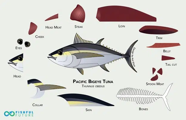 Pacific Bigeye tuna and component parts. Illustration by Adi Khen, courtesy of Fishful Future.