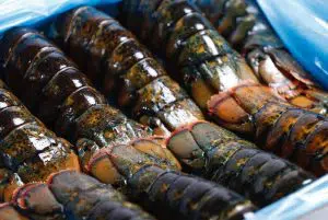 Canadian lobster tails