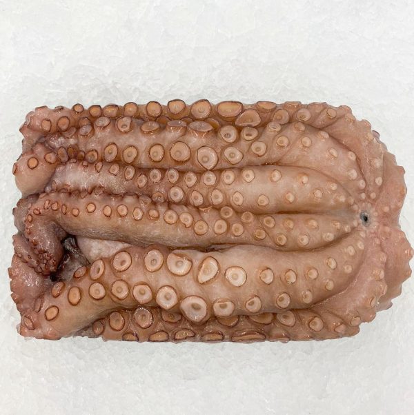 Spanish octopus whole raw frozen