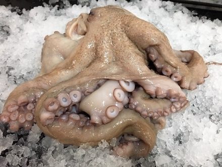 Raw, whole octopus
