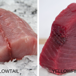 Yellowtail vs Yellowfin