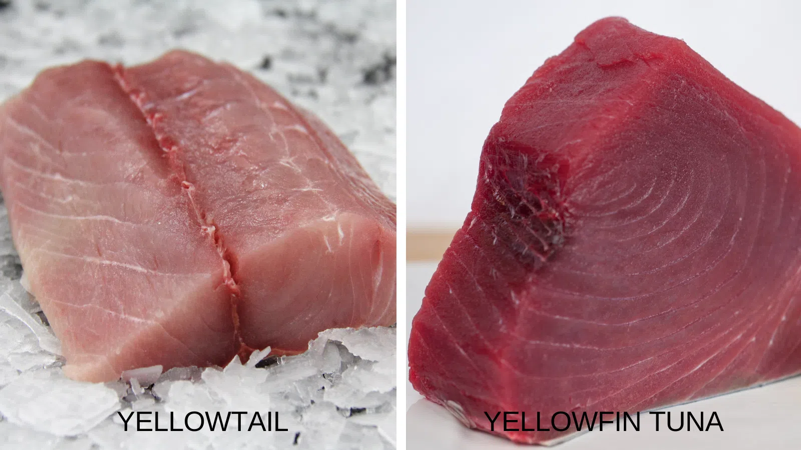 Yellowtail vs Yellowfin