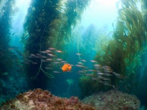 Availability of California Sea Urchin - Catalina Offshore - Online Fish ...