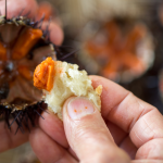 Fresh Sea Urchin