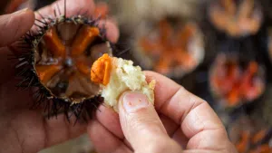 Fresh Sea Urchin